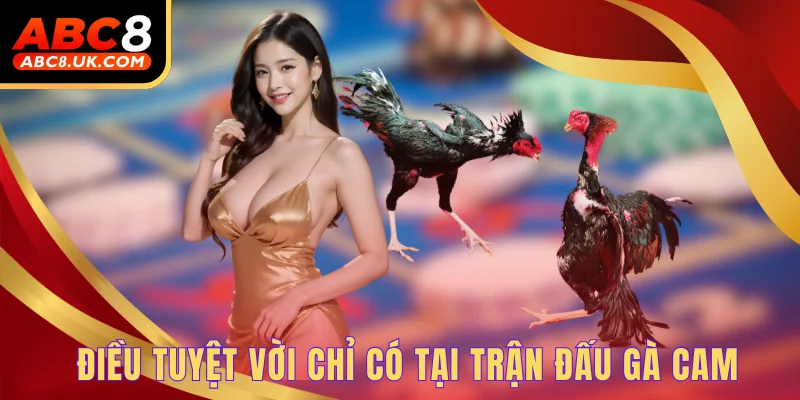 Điều tuyệt vời chỉ có tại trận đấu gà Cam